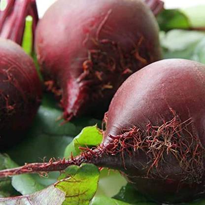 CYBEXIS Hardy Annual 1000 Seeds Seed