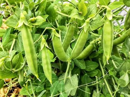 Fnine (मटर के बीज) (Matar) Peas Seeds Seed