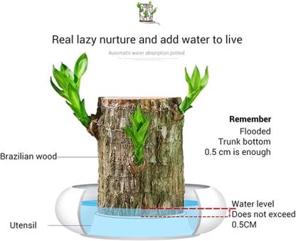 Mitrolia Brazilian Wood Seed
