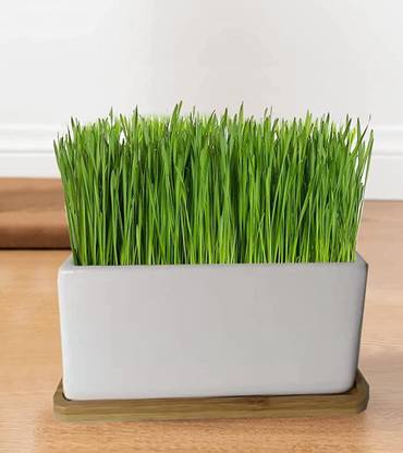 VibeX GUA-66 - Cat Grass Hard Red Winter Wheat - (22500 Seeds) Seed