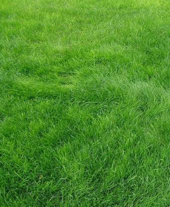 Paudha Lawn Grass Seed