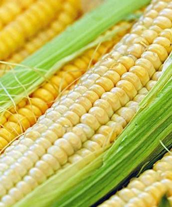 CYBEXIS PAU-96 - Sugar Buns Sweet Yellow Corn - (2250 Seeds) Seed