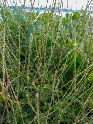 ASPEN Rare Chirachiata / Apamarga / Achyranthes Aspera Herbal Seed