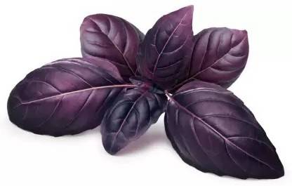 VibeX ® XXL-15 Osmin Purple Basil Seeds Seed