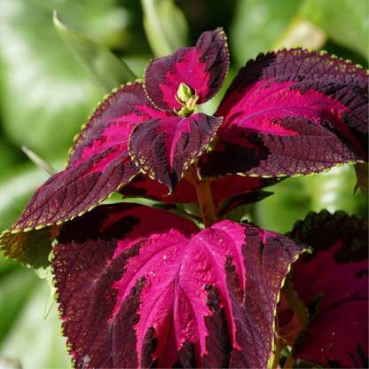 MYAT Coleus Seeds, Coleus Blumei Seed