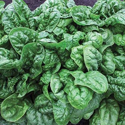 VibeX NBIR-93 - Spinach Avon F-1 Hybrid - (250 Seeds) Seed