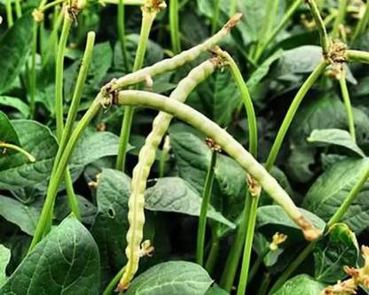 MAA Cowpea, Lobia Seed