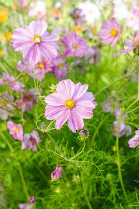 JAWKEY Cosmos bipinnatus Rosetta Seed