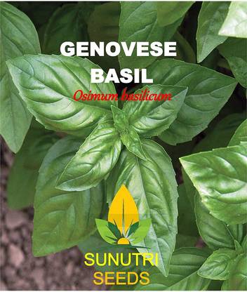 VibeX VVI-21 - Genovese Sweet Basil - (1500 Seeds) Seed
