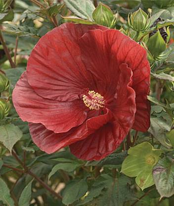CYBEXIS Summerific Cranberry Crush Hibiscus-50 Seeds Seed