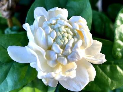 ASPEN Multi Petals Fragrant Jasminum Sambac | Arabian Jasmine Mogra Live Plant | Not a Seed