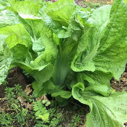 CYBEXIS LX-64 - Mustard Green Chinese - (750 Seeds) Seed