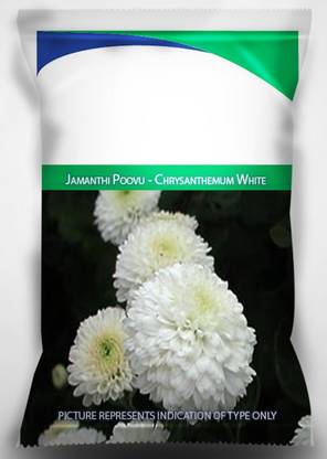 WILLVINE LX-323 Jamanthi Poovu - Chrysanthemum White Seeds Seed