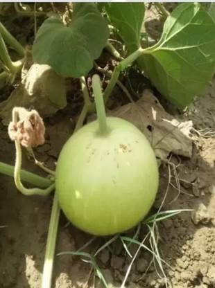 Aro Bottle Gourd round, Kaddu, Lauki Seed
