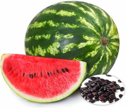 Seedsilk Store Hybrid Watermelon/ Tarbuj Fruit Seeds - Giant Fruit Sugar Baby Seed