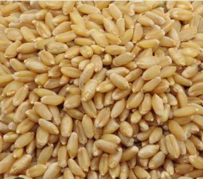 Mahak Stors 5kg, organic wheat sharbati very soft and testy chapati Seed