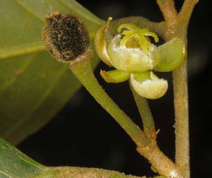 WILLVINE XLR-60 Malabar Almond Jangli Badam Tree Seeds Seed