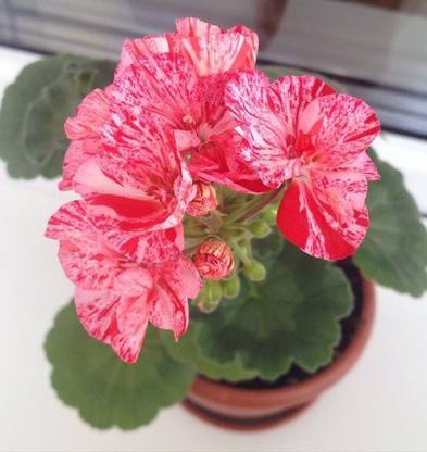 JDM Store Regal pelargonium flower Seed