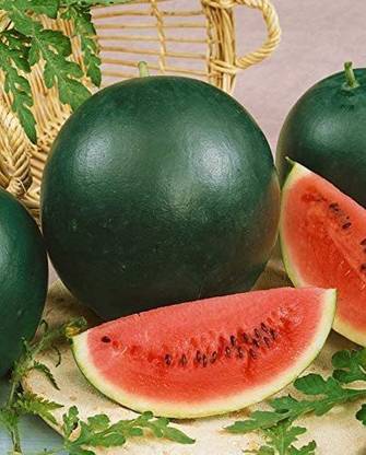 VibeX ATS-16 - Watermelon Black Beauty Early Rare Giant - (150 Seeds) Seed