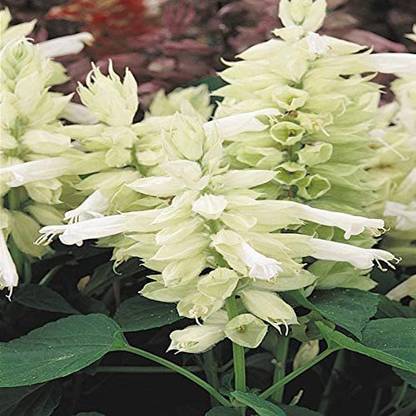 CYBEXIS NDIR-68 - Salvia White Swan Sage - (150 Seeds) Seed