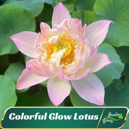 SEMINA VITA lotus seeds,lotus seeds for home,lotas hybrid seeds Seed
