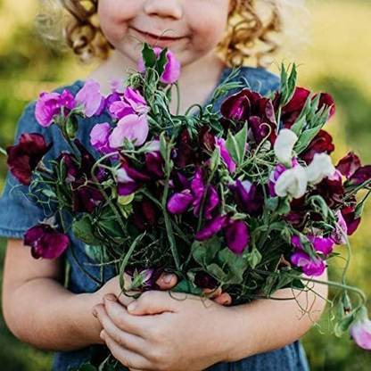 VibeX GUA-32 - Royal Family Mix Sweet Pea - (300 Seeds) Seed