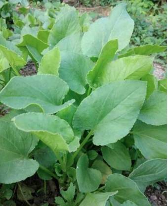 ROSEMERC SORREL LEAVES/ CHUKKAKURA Seed