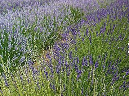 CYBEXIS XLL-69 - Spanish Lavender - (750 Seeds) Seed