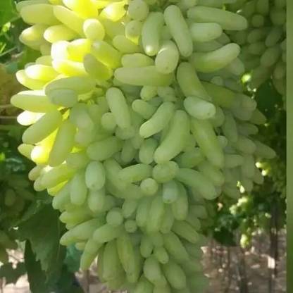 PASCLE Green Finger Grape Extra Super Sweet Seed