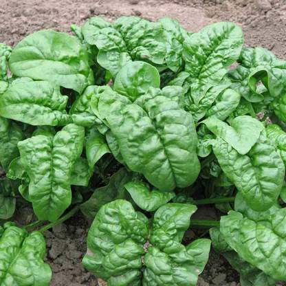 CYBEXIS HUA-99 - Giant Noble Spinach - (250 Seeds) Seed