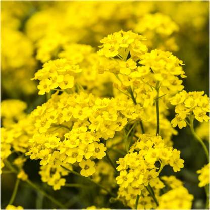 Biosnyg ROX-96 Basket of Gold Alyssum (Alyssum saxatile)-[50 Seeds] Seed