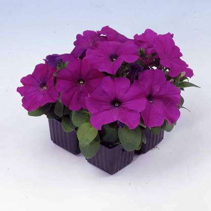 VibeX XL-80 - Petunia Multiflora Violet - (180 Seeds) Seed