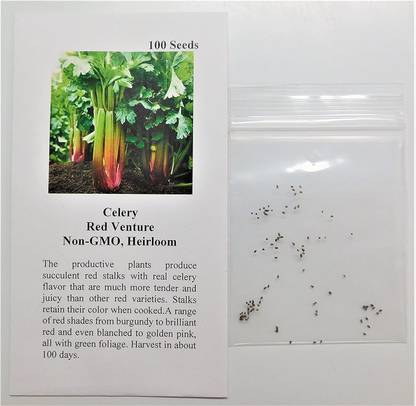 VibeX VXI-53 - Celery Red Venture - (250 Seeds) Seed