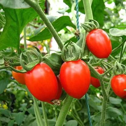 DHENU PRASAD 2271 F1 Hybrid Oval Long Tomato Seed