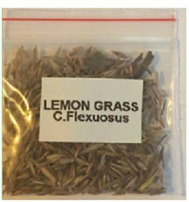 CYBEXIS LXI-39 - Lemon Grass - (250 Seeds) Seed