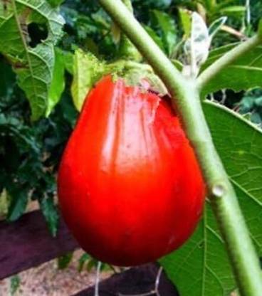 KNESSiN Red Brinjal Vegetable Seeds-[5gm] Seed