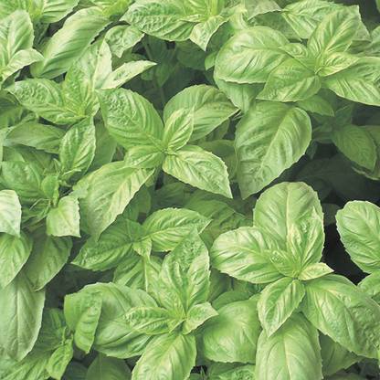 WILLVINE LX-5 Basil Nufar Ocimum basilicum Seed