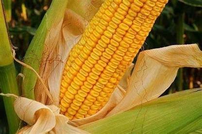 CYBEXIS GBPUT-95 - Yellow Dent Corn Kernels Grain - (250 Seeds) Seed