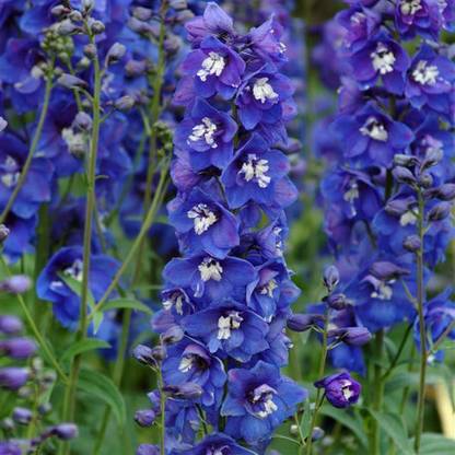 Biosnyg Delphinium, Dasante Blue [100 Seeds] Seed