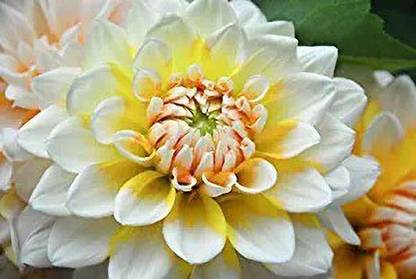 MAA Dhalia Seed