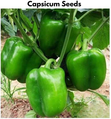 GrinCom Seeds Capsicum Seeds, Capsicum Tree Seeds, Simla Mirch Seeds, Hybrid Capsicum Seeds Seed