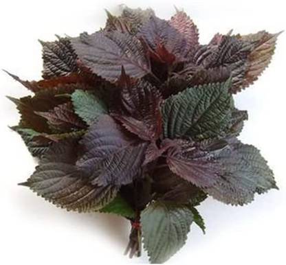 VibeX ® LXI-101 Vietnamese Perilla Shiso Seeds Seed