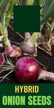WILLVINE LX-1078 ONION/KAANDHA/PYAAZ SEEDS-3000 Seeds Seed