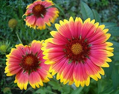VibeX PAU-45 - Gaillardia aristata (blanket flower common gaillardia) - (180 Seeds) Seed