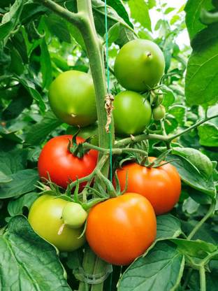 CR STORES tomato Seed