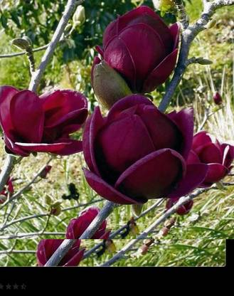 RRNURSERY Dark Red Yulan Magnolia Tree Seeds Seed