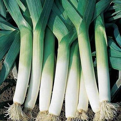 KANAYA Leek / Green Spring Onio+AN+AN5:AN126 Seed