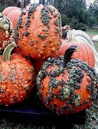 VibeX ® XXL-449 Warty Goblin Pumpkin Seeds Seed