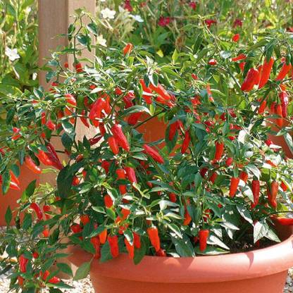 CYBEXIS Hybrid Hot Pepper Apache Chilli Seeds-300 Seeds Seed