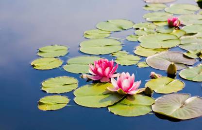 ibains Ultimate 1000 petal lotus seeds Seed